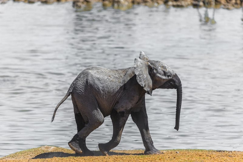 Elephants on safari